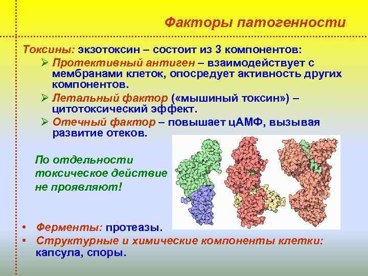 Факторы патогенности Токсины: экзотоксин – состоит из 3 компонентов: Ø Протективный антиген – взаимодействует