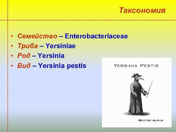 Таксономия • • Семейство – Enterobacteriaceae Триба – Yersiniae Род – Yersinia Вид –