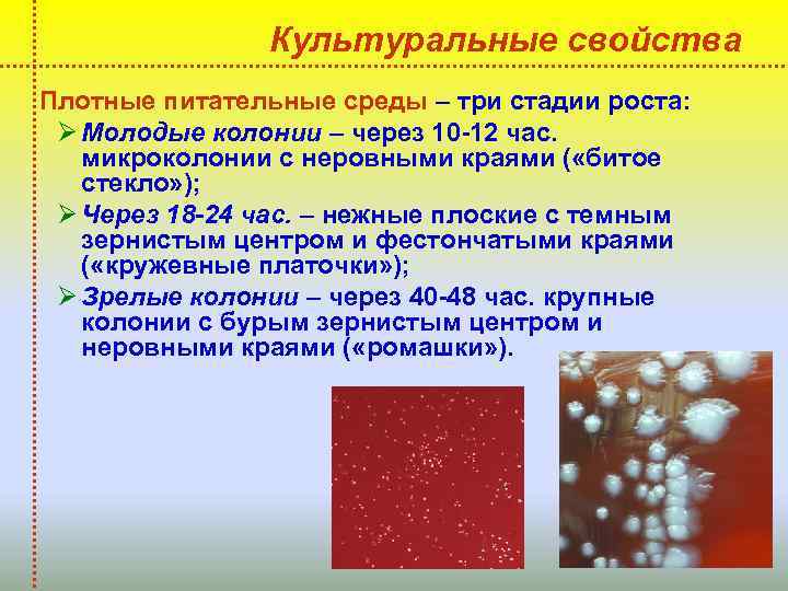 Культуральные свойства Плотные питательные среды – три стадии роста: Ø Молодые колонии – через