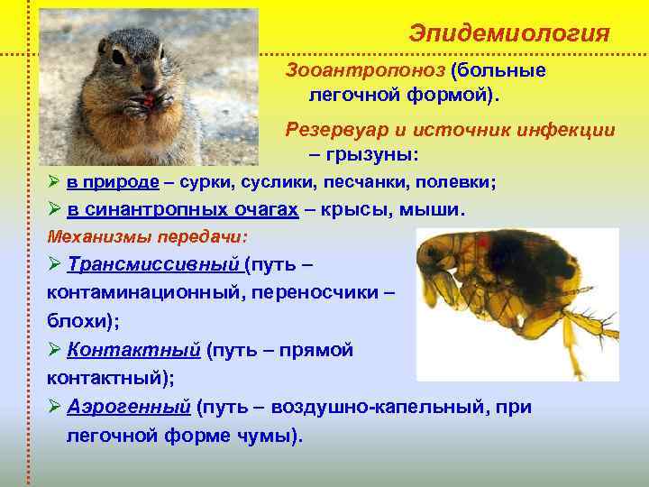 Эпидемиология Зооантропоноз (больные легочной формой). Резервуар и источник инфекции – грызуны: Ø в природе
