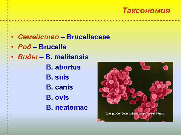 Таксономия • Семейство – Brucellaceae • Род – Brucella • Виды – В. melitensis