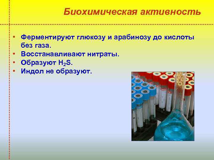 Биохимическая активность • Ферментируют глюкозу и арабинозу до кислоты без газа. • Восстанавливают нитраты.