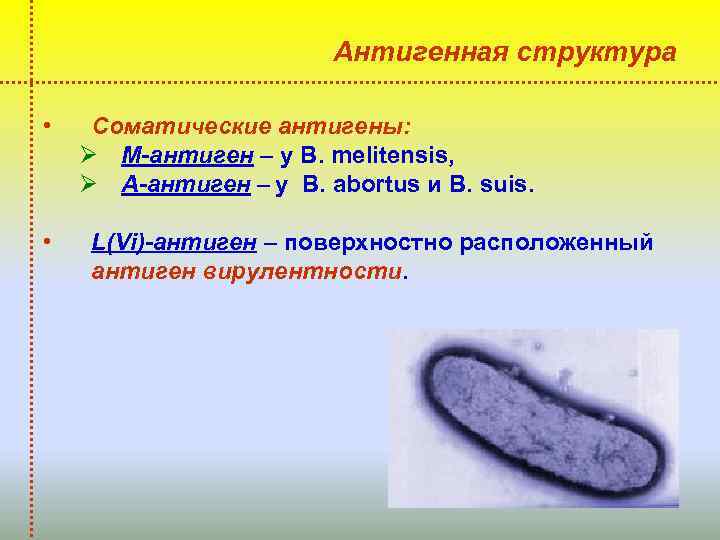 Антигенная структура • • Соматические антигены: Ø М-антиген – у В. melitensis, Ø А-антиген