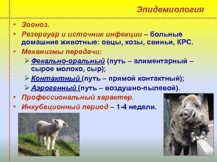Эпидемиология • Зооноз. • Резервуар и источник инфекции – больные домашние животные: овцы, козы,