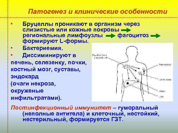 Патогенез и клинические особенности • Бруцеллы проникают в организм через слизистые или кожные покровы
