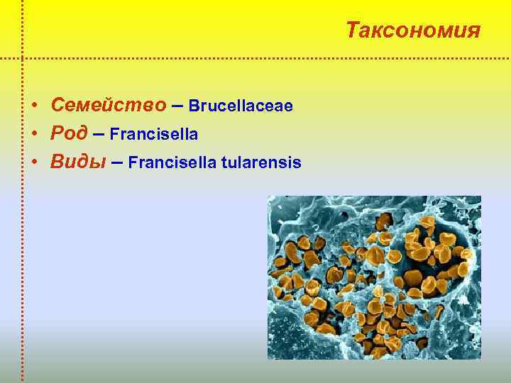 Таксономия • Семейство – Brucellaceae • Род – Francisella • Виды – Francisella tularensis