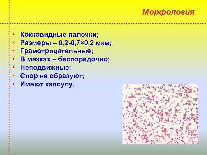 Морфология • • Кокковидные палочки; Размеры – 0, 2 -0, 7× 0, 2 мкм;