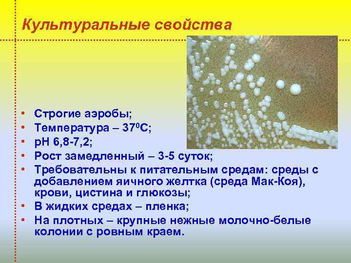 Культуральные свойства • • • Строгие аэробы; Температура – 370 С; р. Н 6,