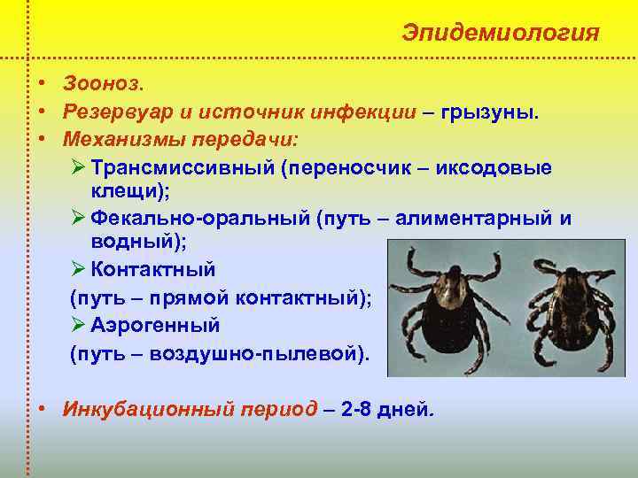 Эпидемиология • Зооноз. • Резервуар и источник инфекции – грызуны. • Механизмы передачи: Ø