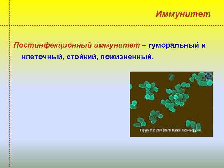Иммунитет Постинфекционный иммунитет – гуморальный и клеточный, стойкий, пожизненный. 
