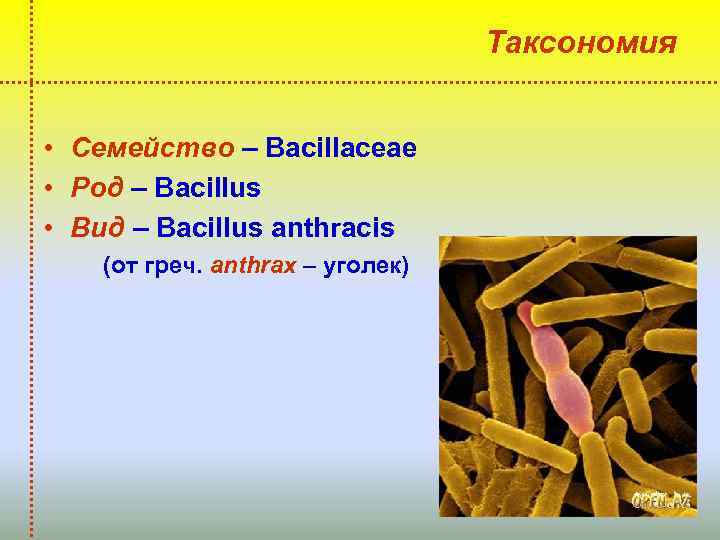 Таксономия • Семейство – Bacillaceae • Род – Bacillus • Вид – Bacillus anthracis