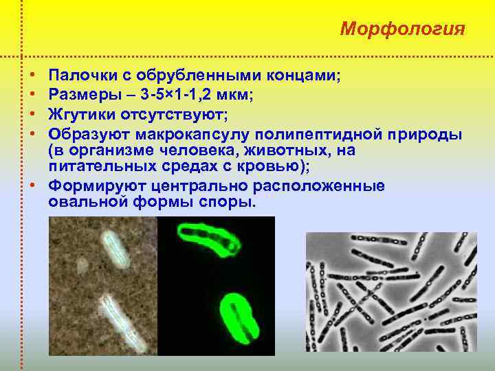 Морфология • • Палочки с обрубленными концами; Размеры – 3 -5× 1 -1, 2