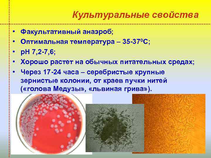 Культуральные свойства • • • Факультативный анаэроб; Оптимальная температура – 35 -370 С; р.