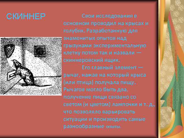 СКИННЕР Свои исследования в основном проводил на крысах и голубях. Разработанную для знаменитых опытов