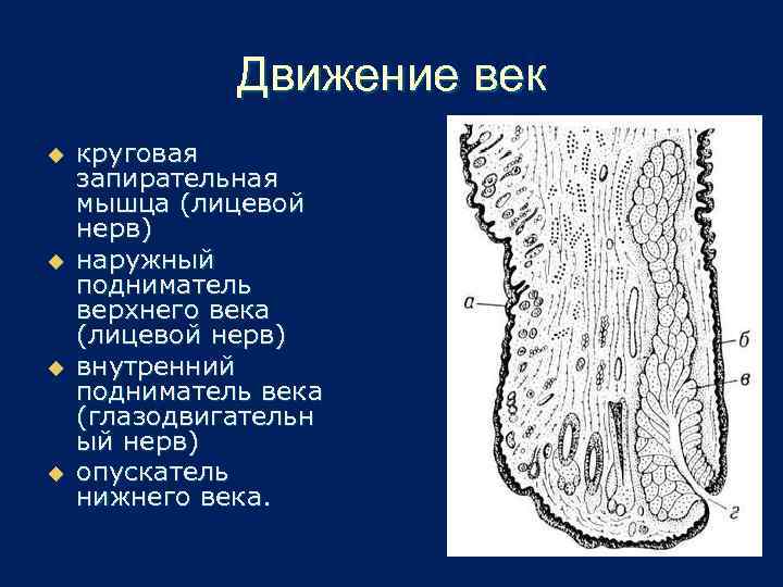 Движение век u u круговая запирательная мышца (лицевой нерв) наружный подниматель верхнего века (лицевой