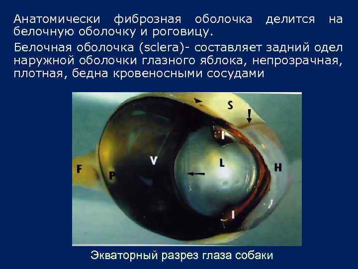 Анатомически фиброзная оболочка делится на белочную оболочку и роговицу. Белочная оболочка (sclera)- составляет задний