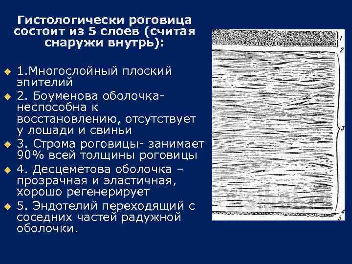 Гистологически роговица состоит из 5 слоев (считая снаружи внутрь): u u u 1. Многослойный