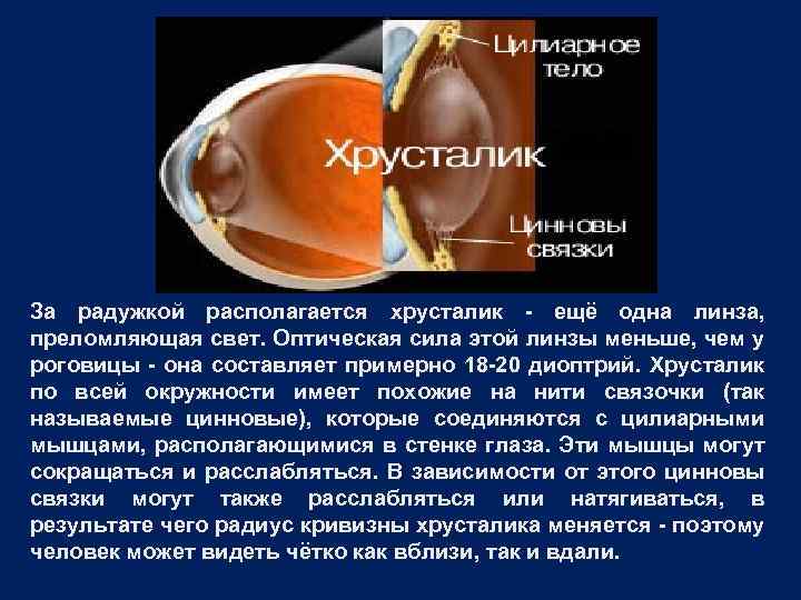 За радужкой располагается хрусталик - ещё одна линза, преломляющая свет. Оптическая сила этой линзы