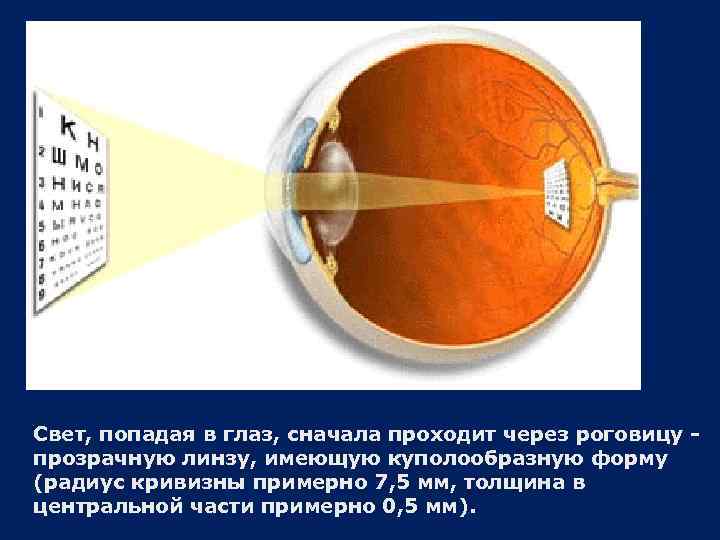 Свет, попадая в глаз, сначала проходит через роговицу прозрачную линзу, имеющую куполообразную форму (радиус