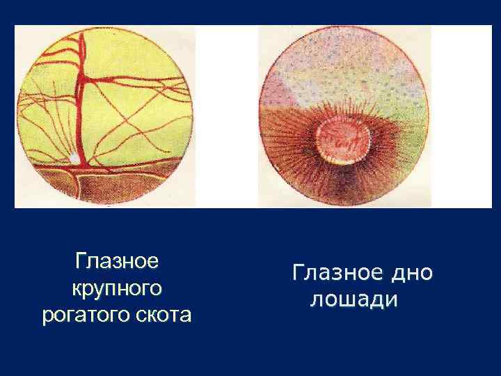 Глазное крупного рогатого скота Глазное дно лошади 