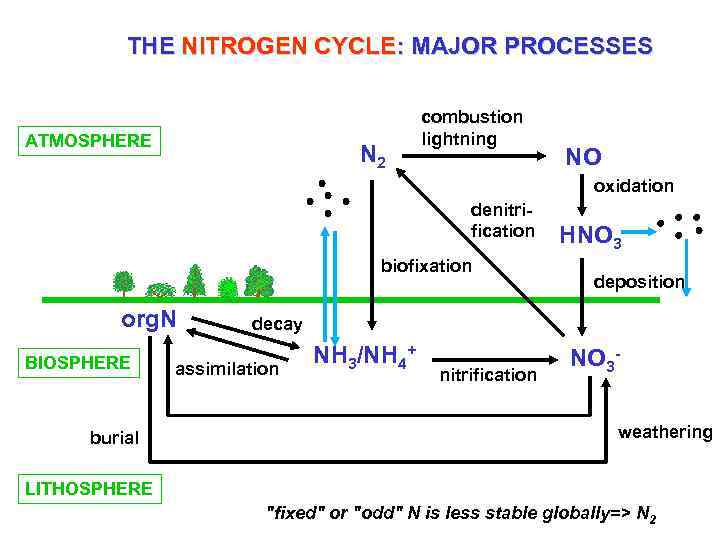 THE NITROGEN CYCLE: MAJOR PROCESSES ATMOSPHERE N 2 combustion lightning NO oxidation denitrification biofixation