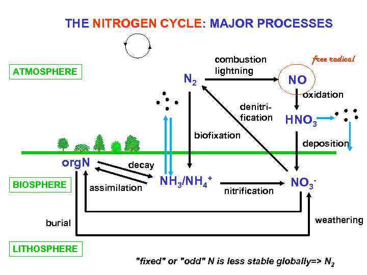 THE NITROGEN CYCLE: MAJOR PROCESSES ATMOSPHERE N 2 combustion lightning free radical NO oxidation
