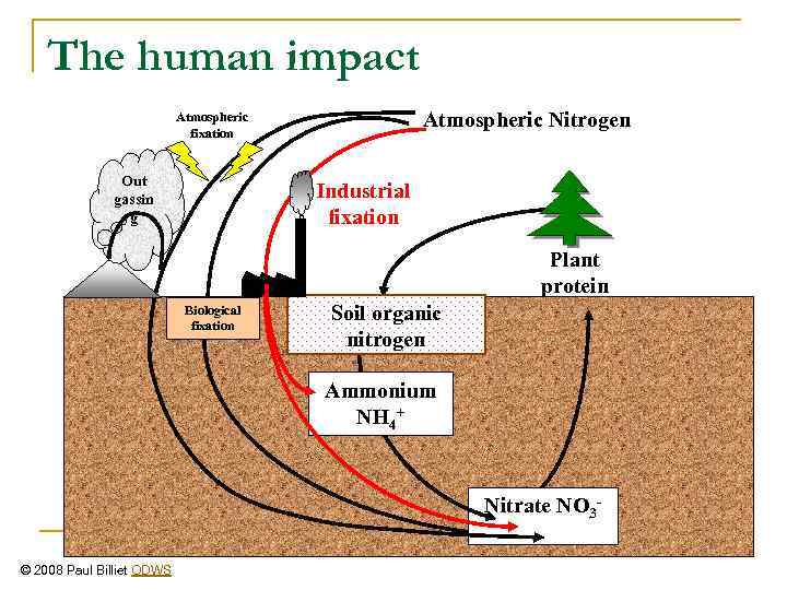 The human impact Atmospheric Nitrogen Atmospheric fixation Out gassin g Industrial fixation Plant protein