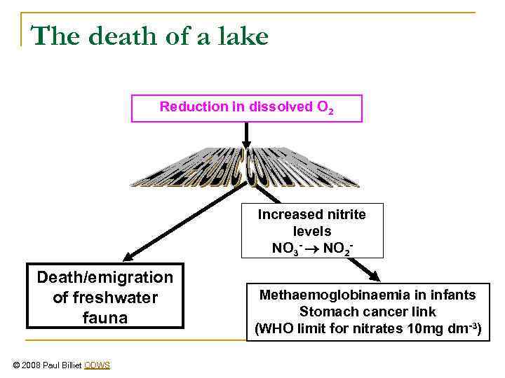 The death of a lake Reduction in dissolved O 2 Increased nitrite levels NO