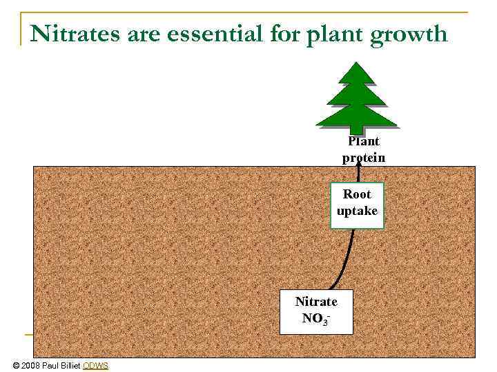 Nitrates are essential for plant growth Plant protein Root uptake Nitrate NO 3© 2008