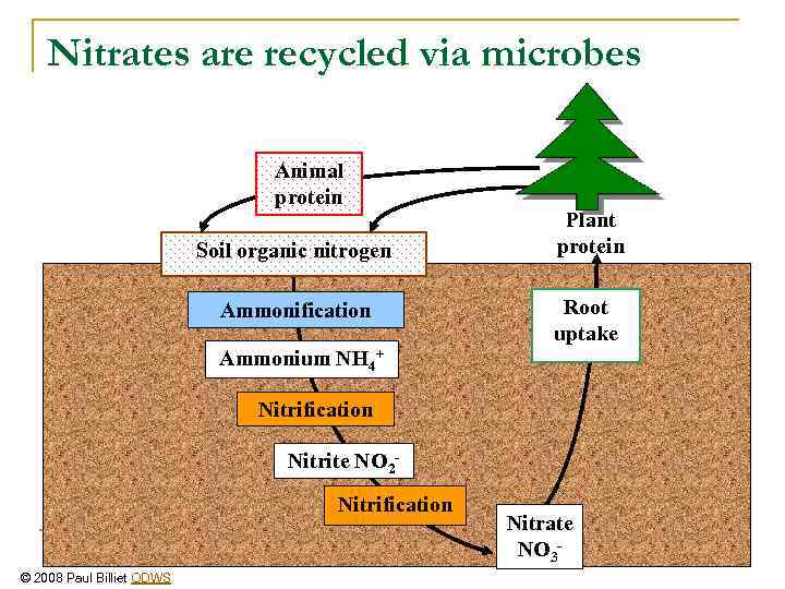 Nitrates are recycled via microbes Animal protein Soil organic nitrogen Ammonification Plant protein Root