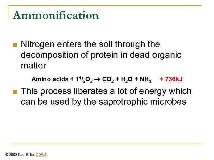 Ammonification n Nitrogen enters the soil through the decomposition of protein in dead organic