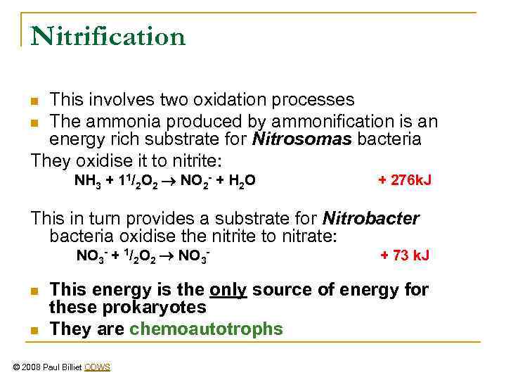 Nitrification This involves two oxidation processes n The ammonia produced by ammonification is an
