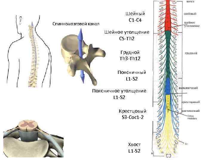 Шейный C 1 -C 4 Шейное утолщение C 5 -Th 2 Грудной Th 3