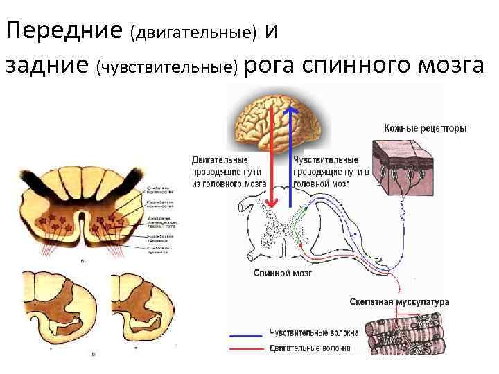 Передние (двигательные) и задние (чувствительные) рога спинного мозга 