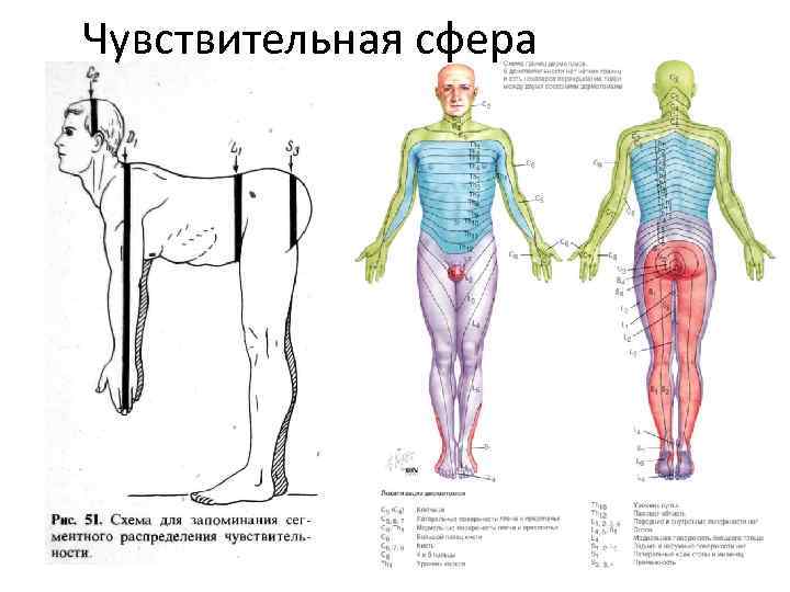 Чувствительная сфера 