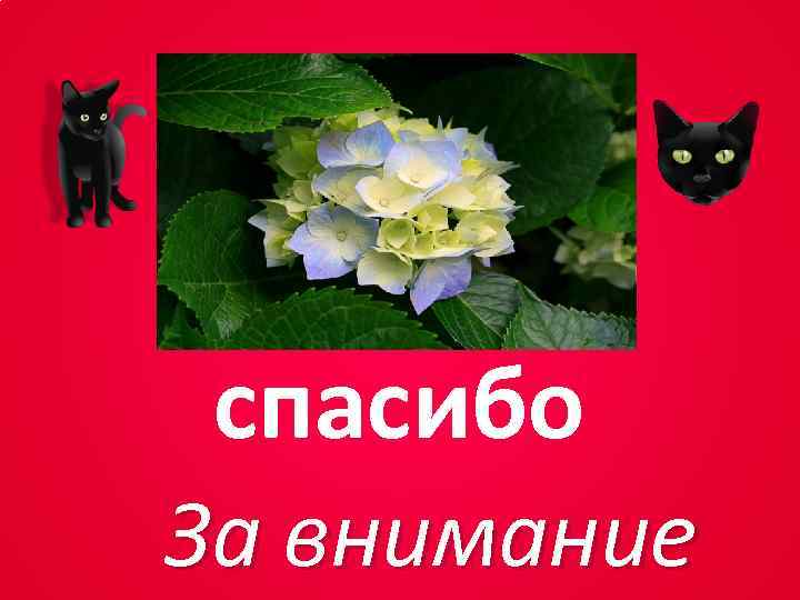 спасибо За внимание 