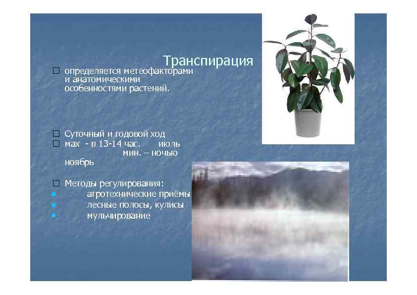 Транспирация определяется метеофакторами и анатомическими особенностями растений. Суточный и годовой ход мах - в