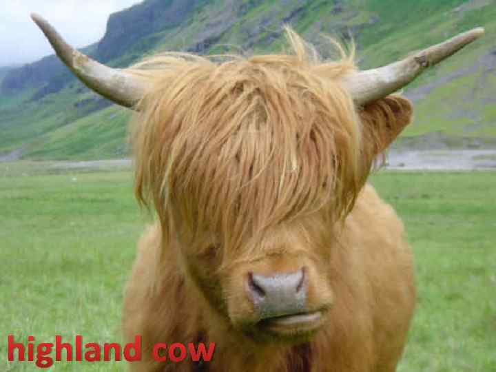 highland cow 