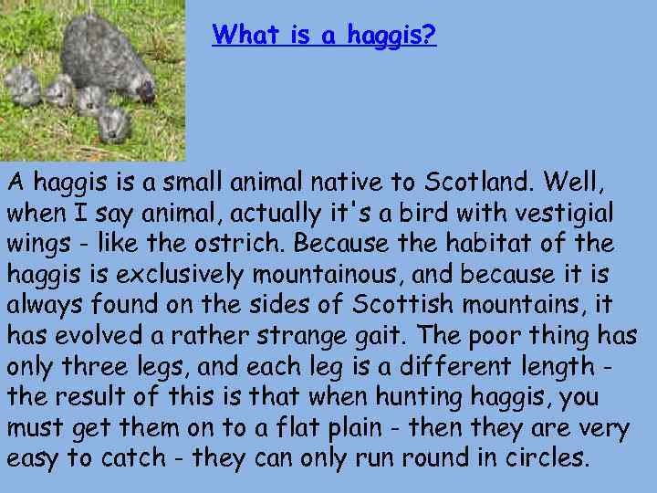 What is a haggis? A haggis is a small animal native to Scotland. Well,