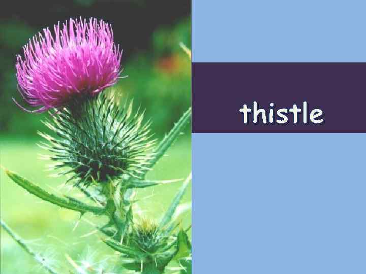 thistle 