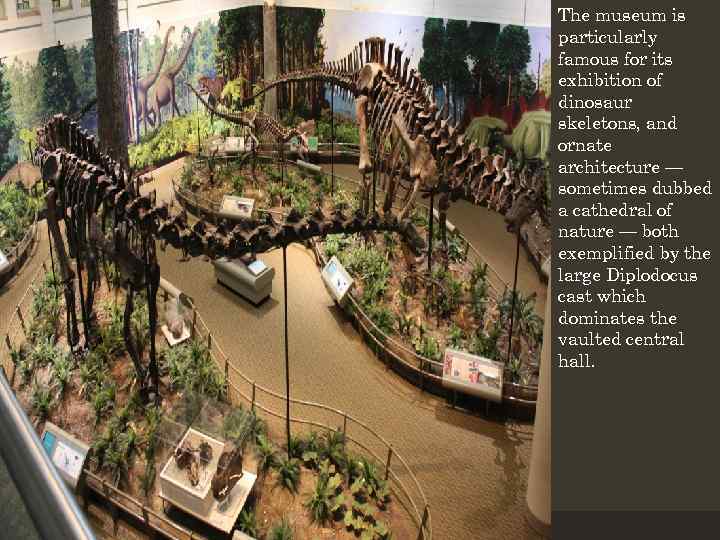 The museum is particularly famous for its exhibition of dinosaur skeletons, and ornate architecture