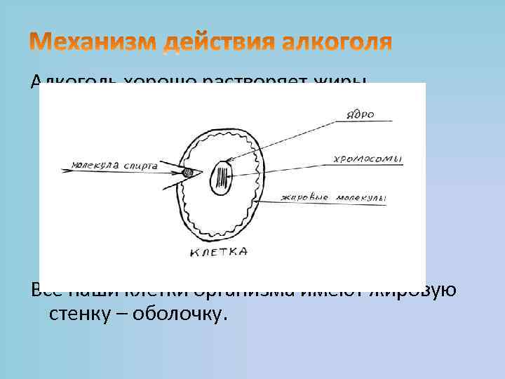 Алкоголь хорошо растворяет жиры. Все наши клетки организма имеют жировую стенку – оболочку. 