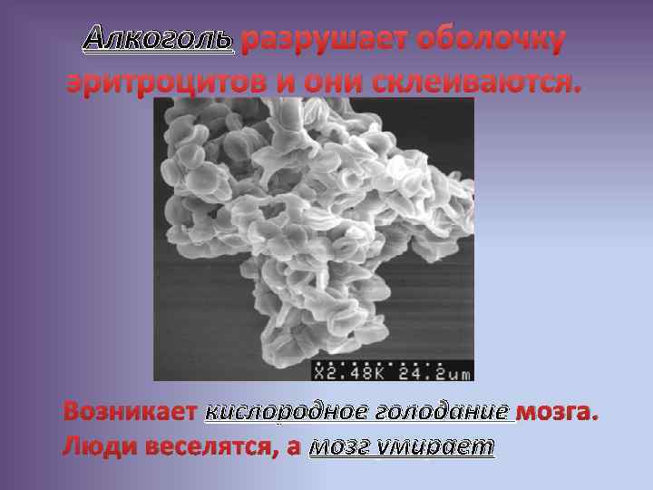 Алкоголь разрушает оболочку эритроцитов и они склеиваются. Возникает кислородное голодание мозга. Люди веселятся, а