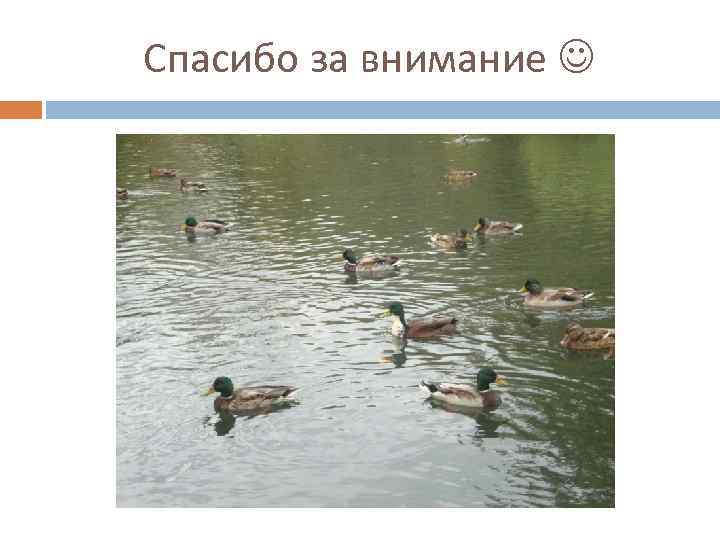 Спасибо за внимание 