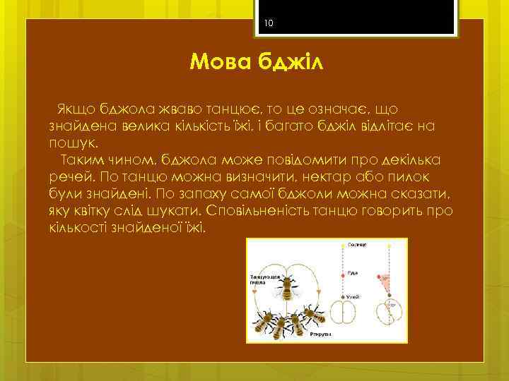 10 Мова бджіл Якщо бджола жваво танцює, то це означає, що знайдена велика кількість