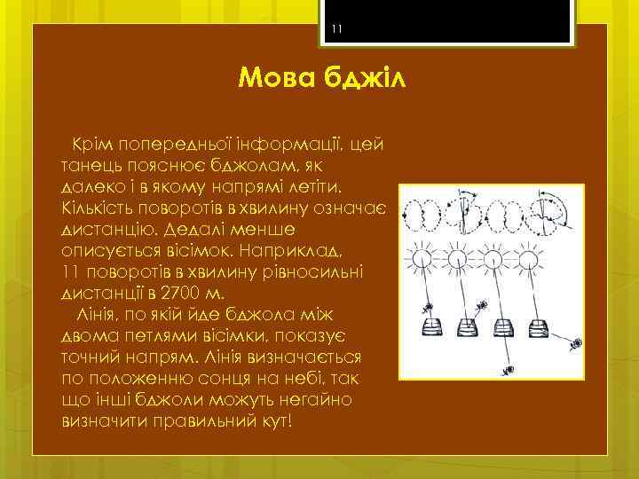 11 Мова бджіл Крім попередньої інформації, цей танець пояснює бджолам, як далеко і в