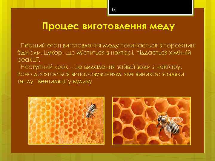 14 Процес виготовлення меду Перший етап виготовлення меду починається в порожнині бджоли. Цукор, що