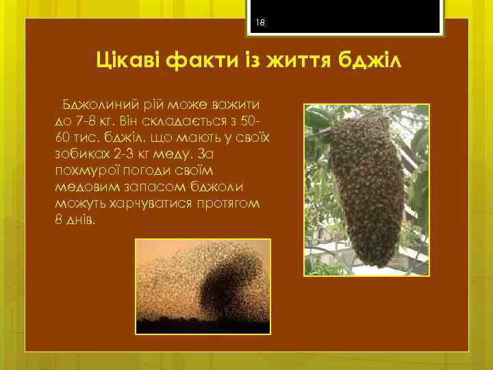 18 Цікаві факти із життя бджіл Бджолиний рій може важити до 7 -8 кг.