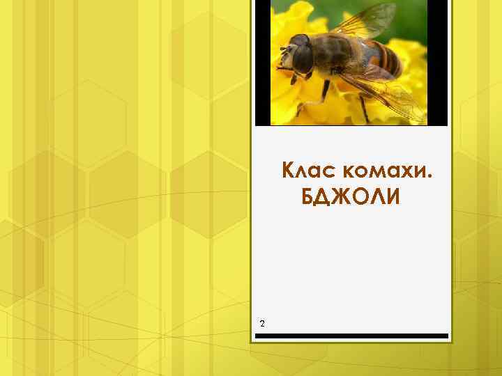 Клас комахи. БДЖОЛИ 2 