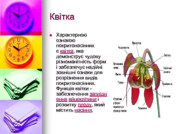 Квiтка n Характерною ознакою покритонасінних є квітка, яка демонструє чудову різноманітність форм і забезпечує